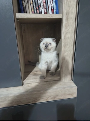 Fetita Scottish Fold  - imagine 2