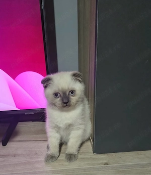 Fetita Scottish Fold 