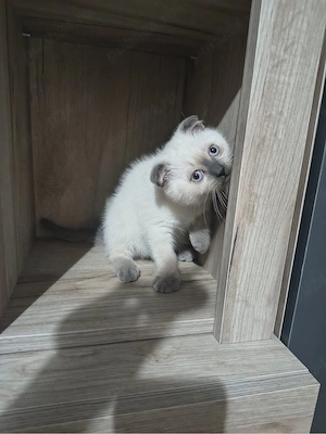 Fetita Scottish Fold  - imagine 4