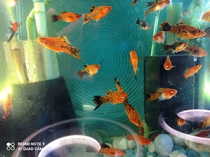 XIFO-Xiphophorus helleri Vand 10 buc...6 luni....6-9 cm  superbi