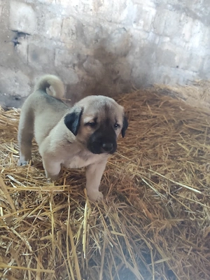 vand catei kangal