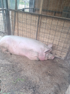 vând  Porc