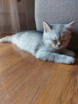 Pisoi British Silver Tabby - imagine 5