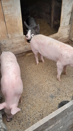 Purcei de vânzare 35  40 kg  - imagine 3