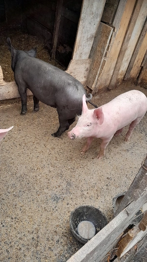 Purcei de vânzare 35  40 kg  - imagine 2