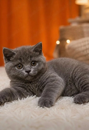 British shorthair Blue 