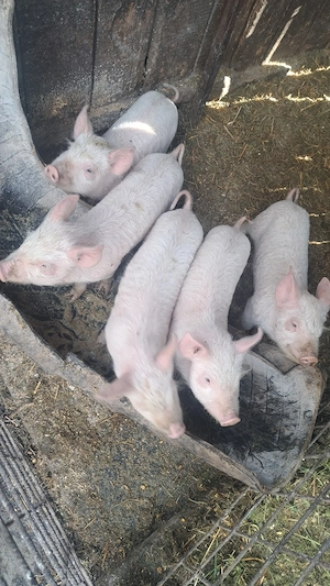 Vând 5 purcei in            