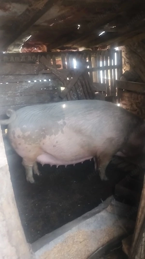 purcea de vânzare 