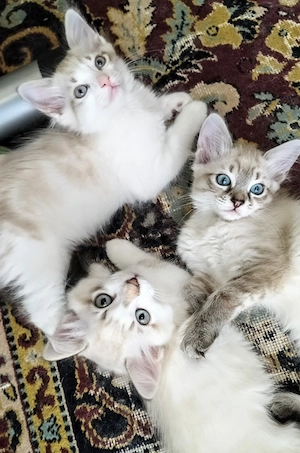 Puiuți rasa Ragdoll