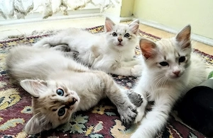 Puiuți rasa Ragdoll