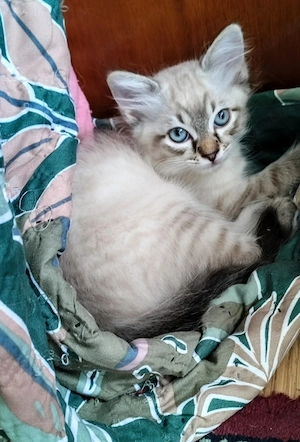 Puiuți rasa Ragdoll