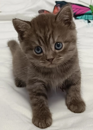 British Shorthair de +2 luni