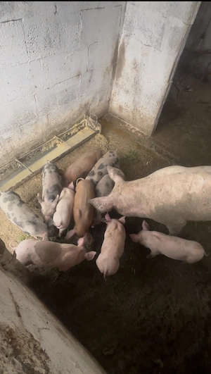 Vând Scroafă Pietrean  montată cu vier Duroc  - imagine 2