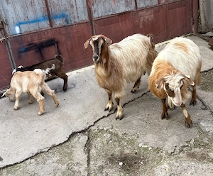 Vând Capre cu iezisori după ele