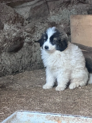femele ciobanesc de bucovina
