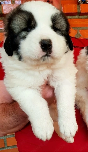 femele ciobanesc de bucovina