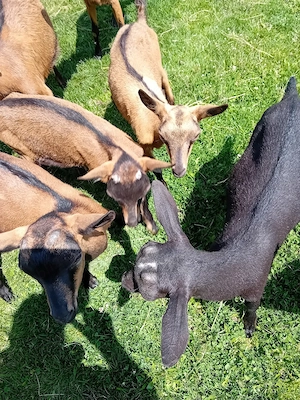 vand sau schimb tapisori de rasa. fără coarne genetic 