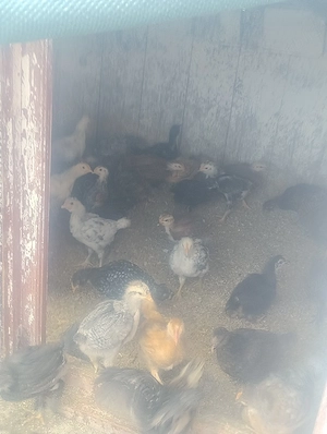 Pui de casa
