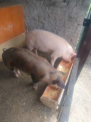 Porci casă 