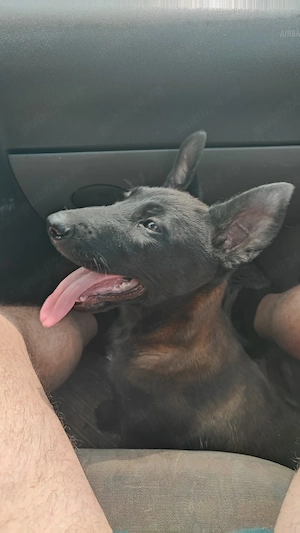 Căței Belgian Malinois 