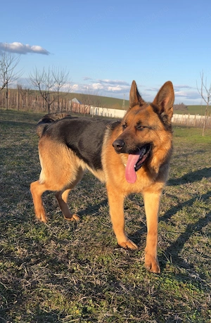 Femela ciobanesc german