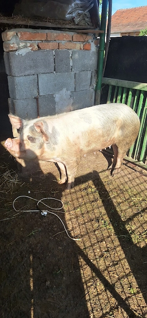 porc gras  - imagine 2