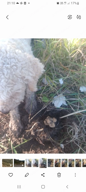 Vand mascul lagotto romagnolo cu  3 sezoane la trufa alba si neagra - imagine 2