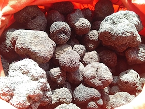 Vand mascul lagotto romagnolo cu  3 sezoane la trufa alba si neagra - imagine 4