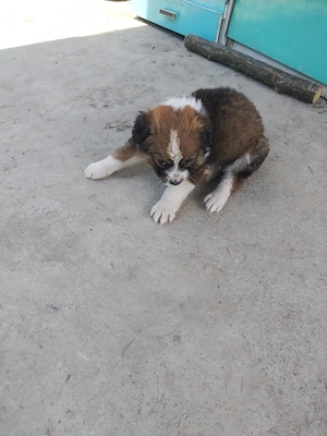 dau. spre. adoptie.  3. catelusii - imagine 5