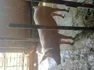 Vând porci 80 90 kg  - imagine 3