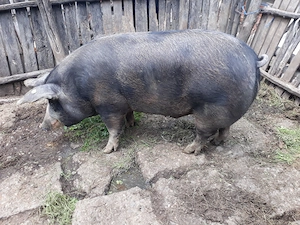 Vând Porc 280 kg Petran