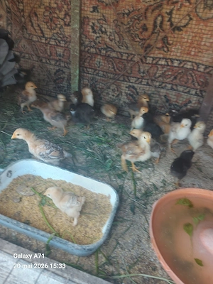 Puișori de găina 