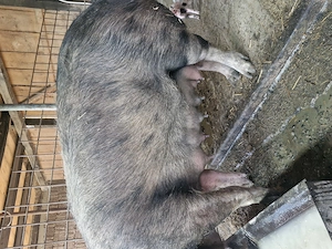 Scrofiță cu 13 purceii disponibilă 