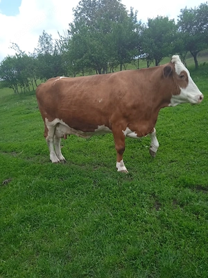 vaca de vanzare