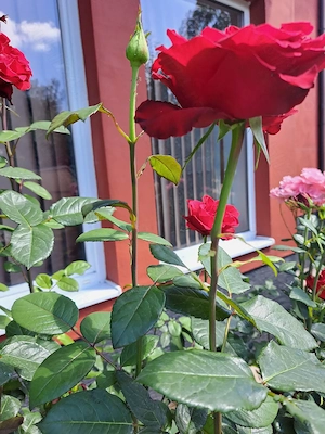 Vând casa deosebita la preț de apartament  - imagine 9