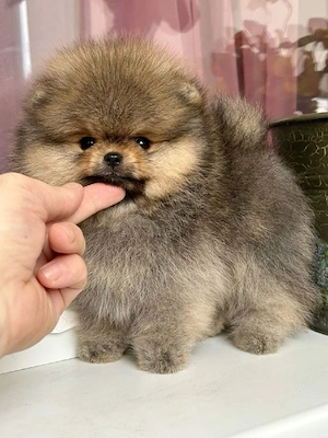 HRANA GRATUITA-Pomeranian Cu sau fara Pedigree- Factura,Microcip,Carnet-Livrare la Bucuresti