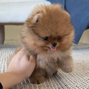 HRANA+LIVRARE la Bucuresti-Pomeranian Mini cu Factura,Carnet,Microcip