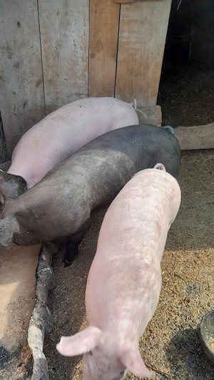 Purcei de vânzare 35 40 kg