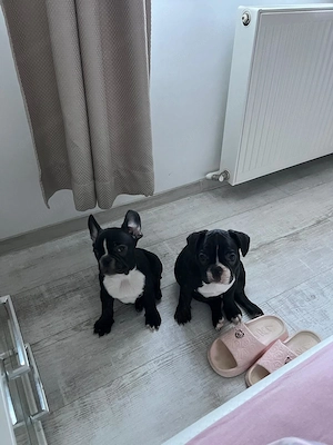 Vand pui Bulldog Francez