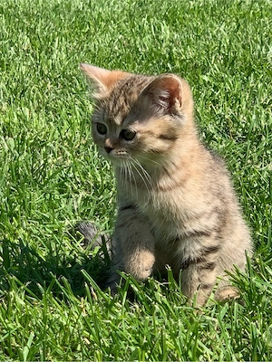 British shorthair 