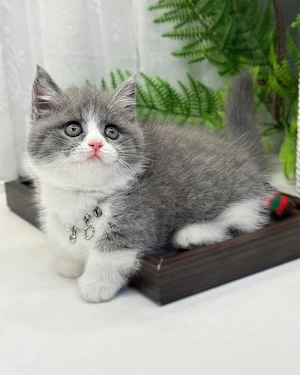 British shorthair color point