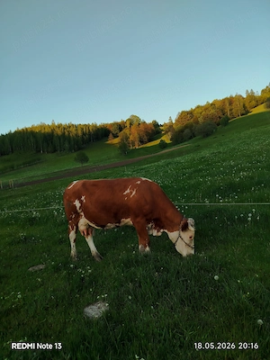 Vând vaca bălțată românesca de 9 ani  - imagine 2