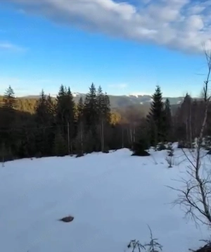 Teren intravilan Bucovina Pojorâta 