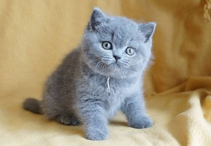 British Shorthair blue  - imagine 2