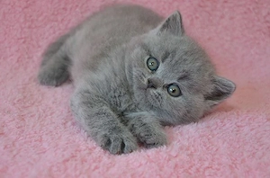 British Shorthair blue 