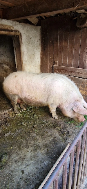 porc de vânzare 