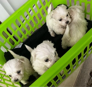 Bichon maltez  mini toy - imagine 2