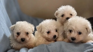 vand catei bichon maltez  - imagine 5