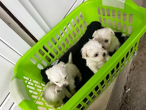Bichon maltez  mini toy