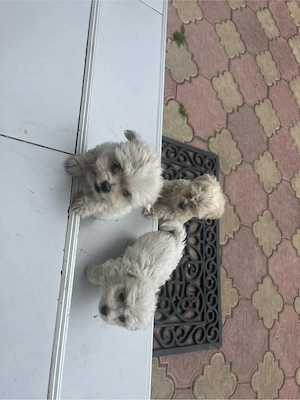 Bichon maltez  mini toy - imagine 3